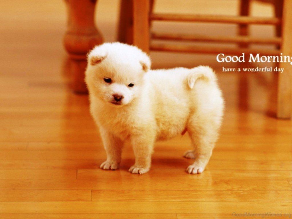 1024x768 57 Good Morning Wishes For Puppy Lovers