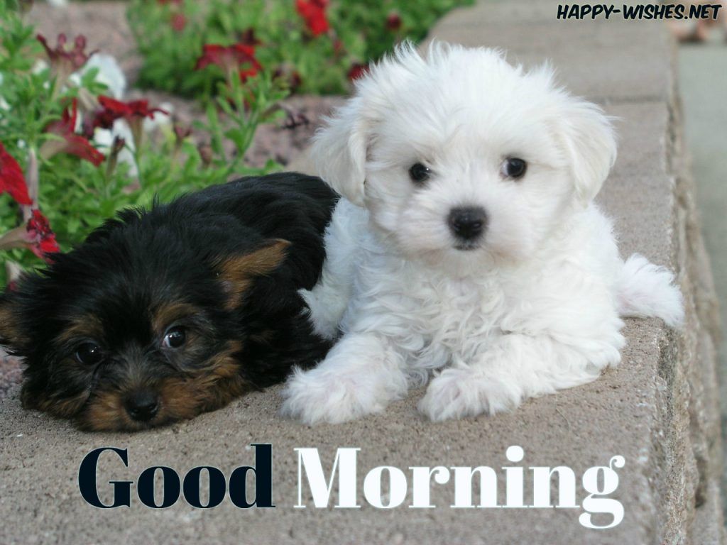 1024x768 Good Morning Wishes For Puppy Lovers