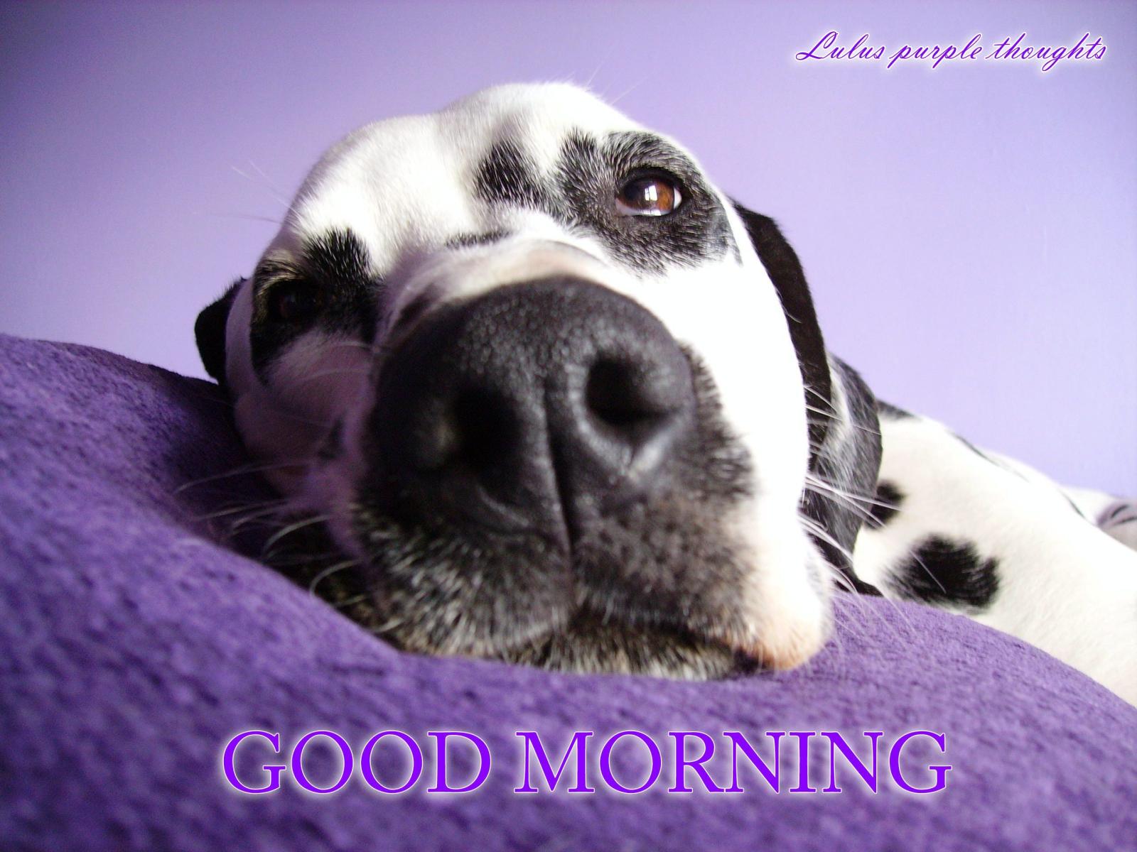2560x1920 Good morning....a lovely doggy | Purple Lulus' Things | Dogs