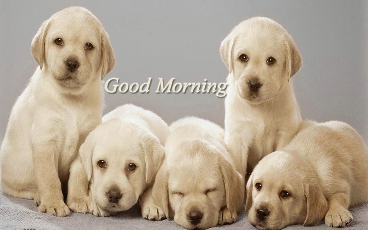 1280x800 Beautiful Romantic Love Dog Wishes Good Morning Wallpaper With