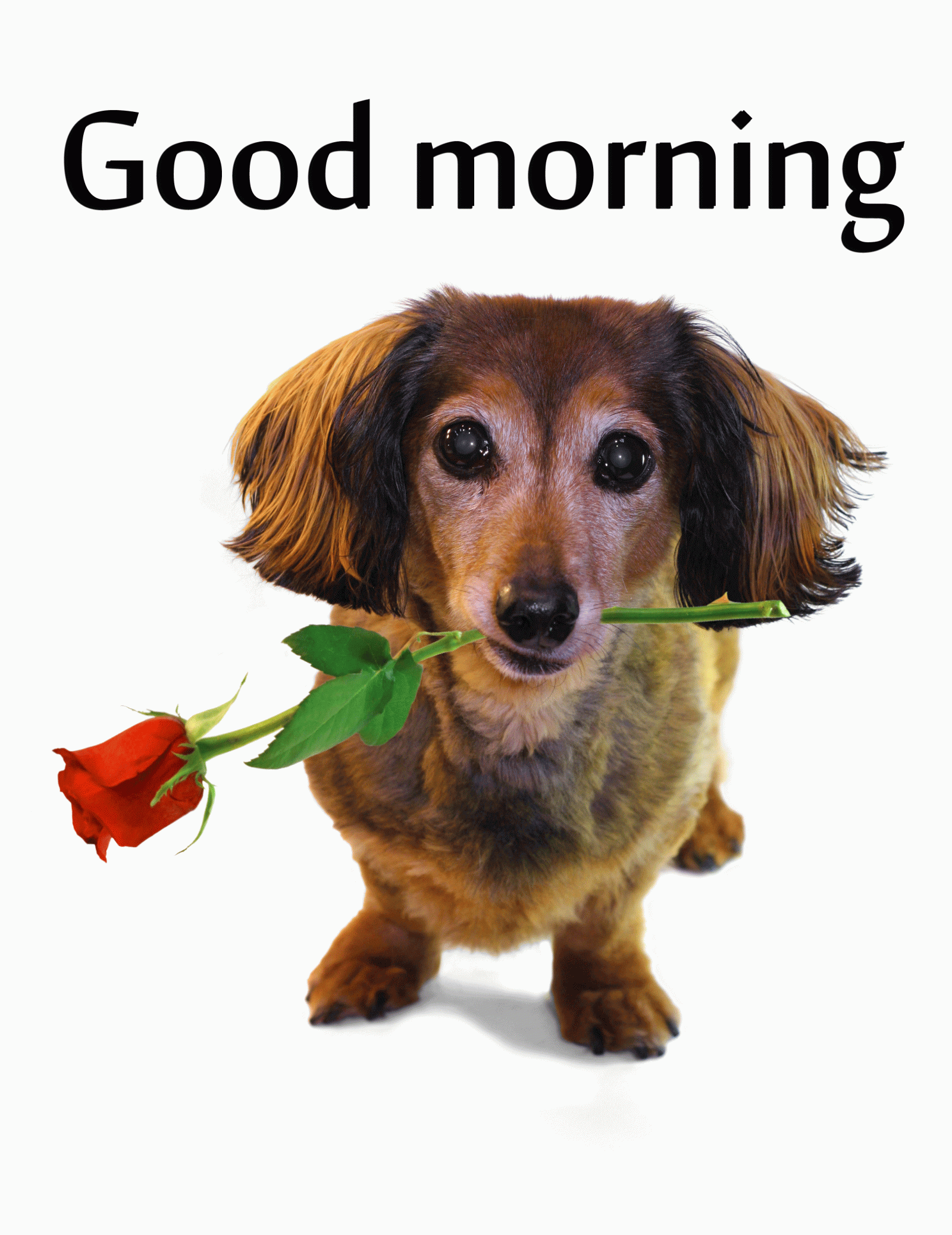 2664x3456 756+ Good morning wishes for puppy love images Photo Pics HD