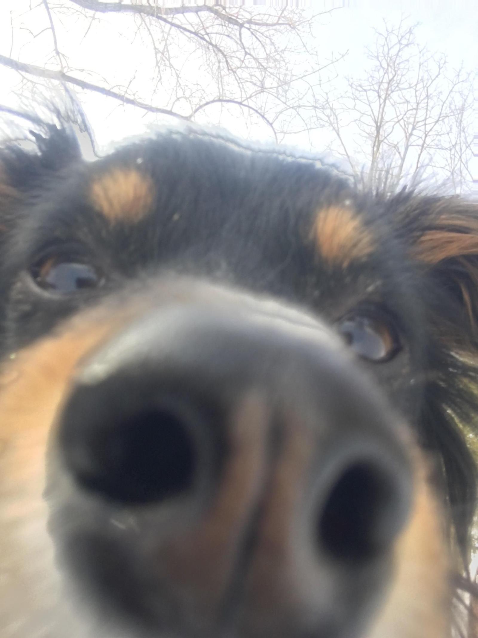 1932x2576 Good morning boop | DogBlog | Dogs, Good morning, Puppies