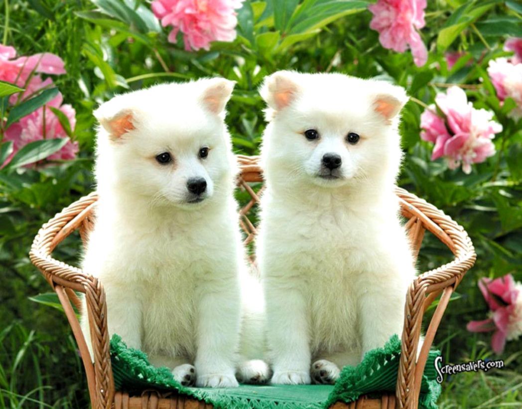 1048x820 Cute Dogs Wallpaper Puppy | The Last Wallpapers