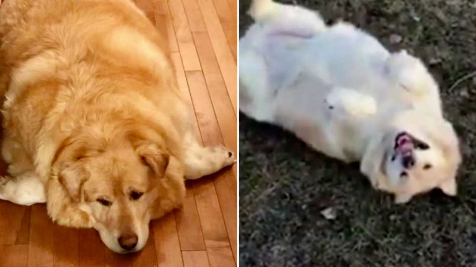 1600x900 Dog celebrates 100-pound weight loss transformation