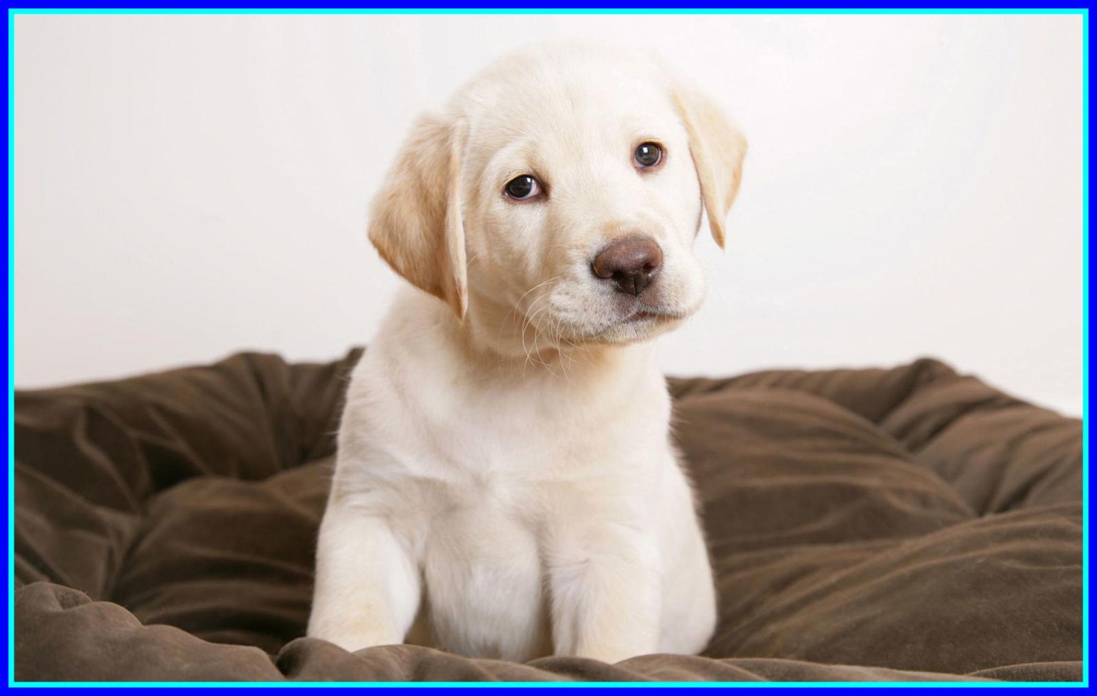 1970x1250 56+ Teacup Puppies Wallpapers on WallpaperPlay