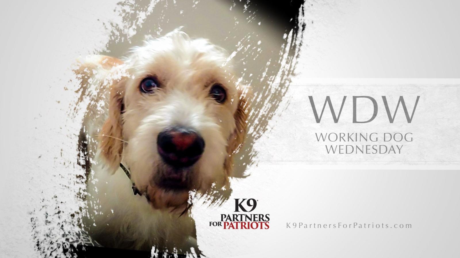 1920x1080 Nick and Stats Working Dog Wednesday - K9 Partners for Patriots