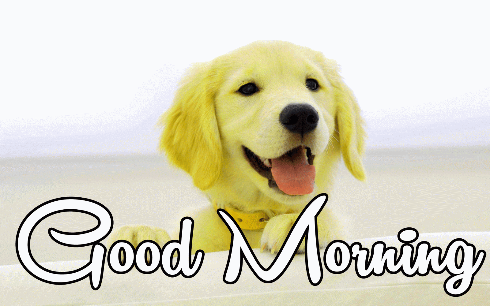 1920x1200 756+ Good morning wishes for puppy love images Photo Pics HD