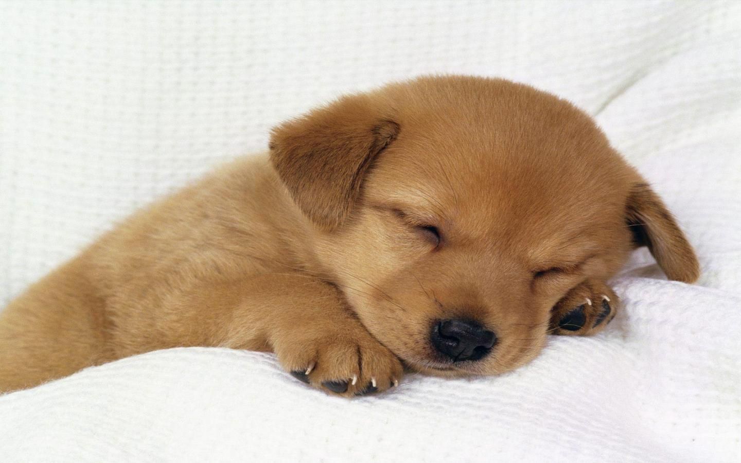 1440x900 Cute Dog Wallpaper High Definition #cute #dog #wallpaper #desktop