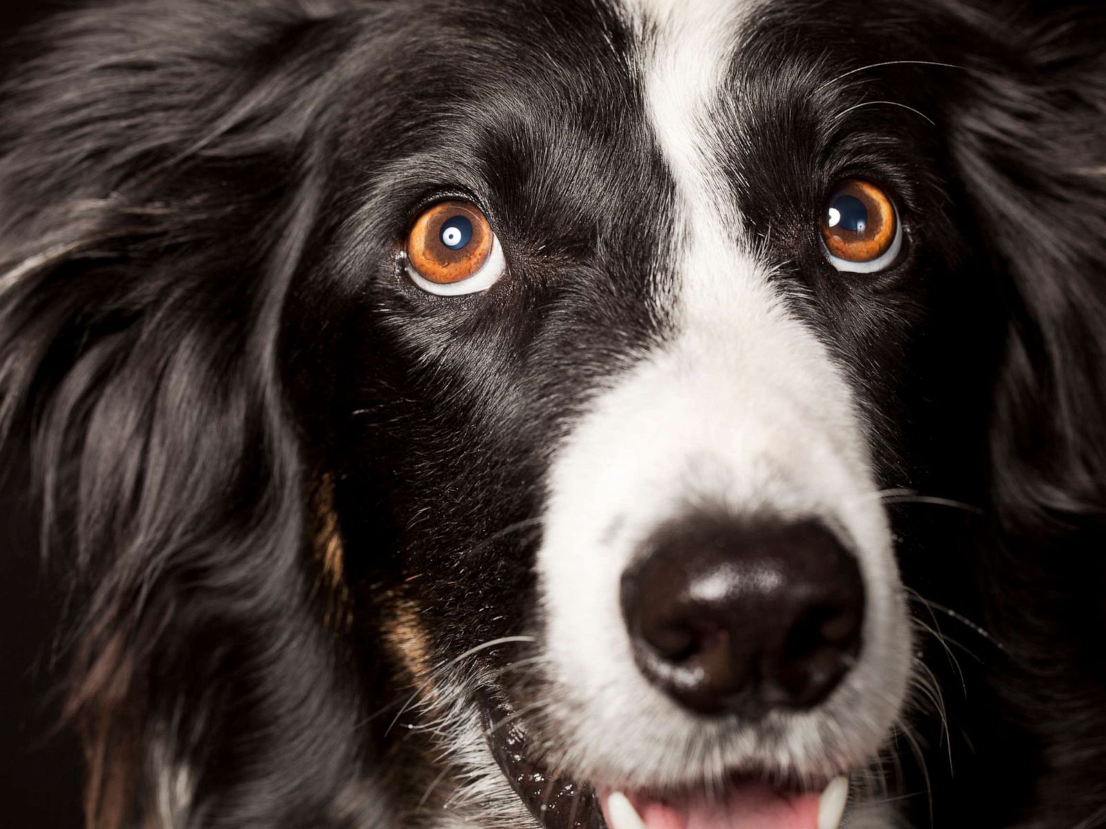 1600x1200 Dogs developed a range of facial expressions after humans