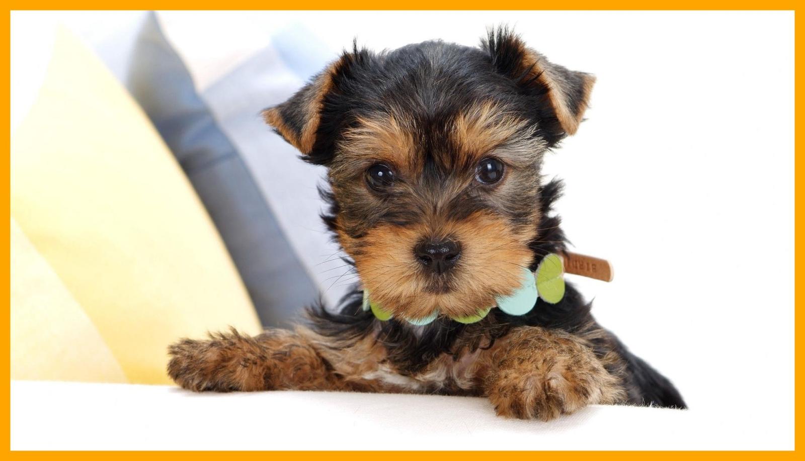 1970x1130 56+ Teacup Puppies Wallpapers on WallpaperPlay