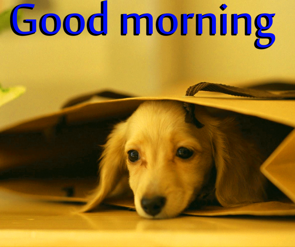 1192x1000 125+ cute Sweet puppies good morning images photo pics HD Download
