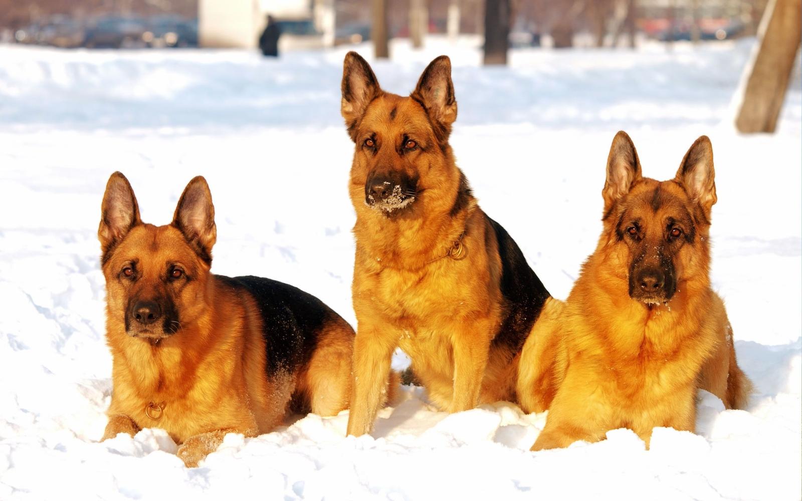 2560x1600 German Shepherd dogs in snow wallpaper - My Doggy Rocks
