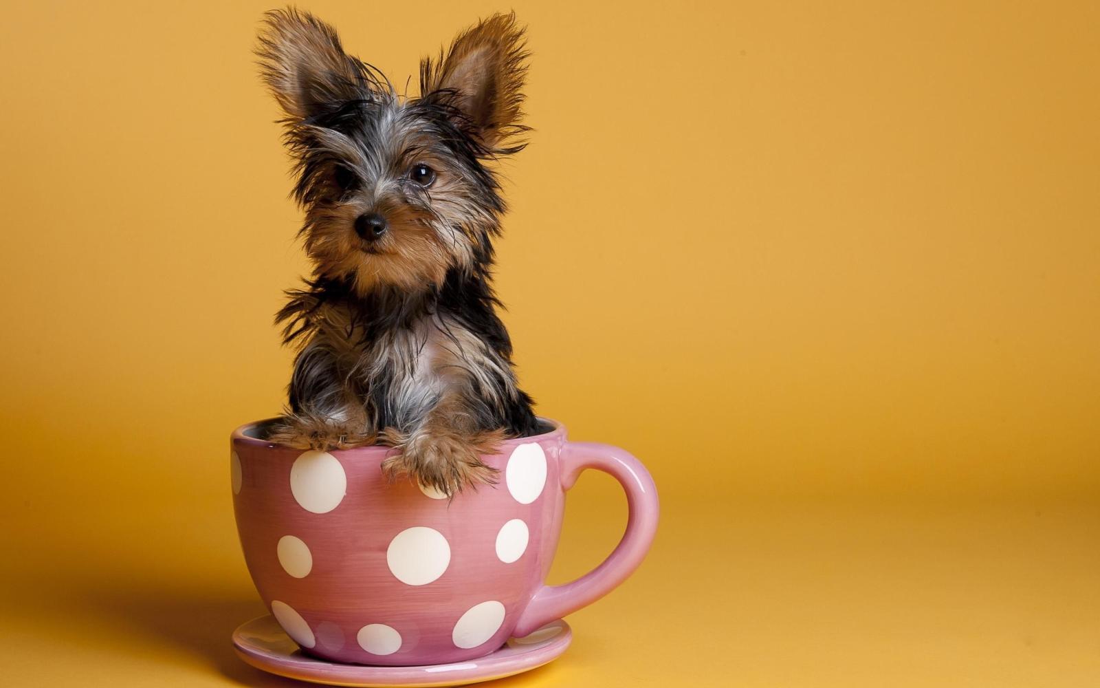 2560x1600 Sweet Yorkshire Terrier Dogs Wallpapers Download Free