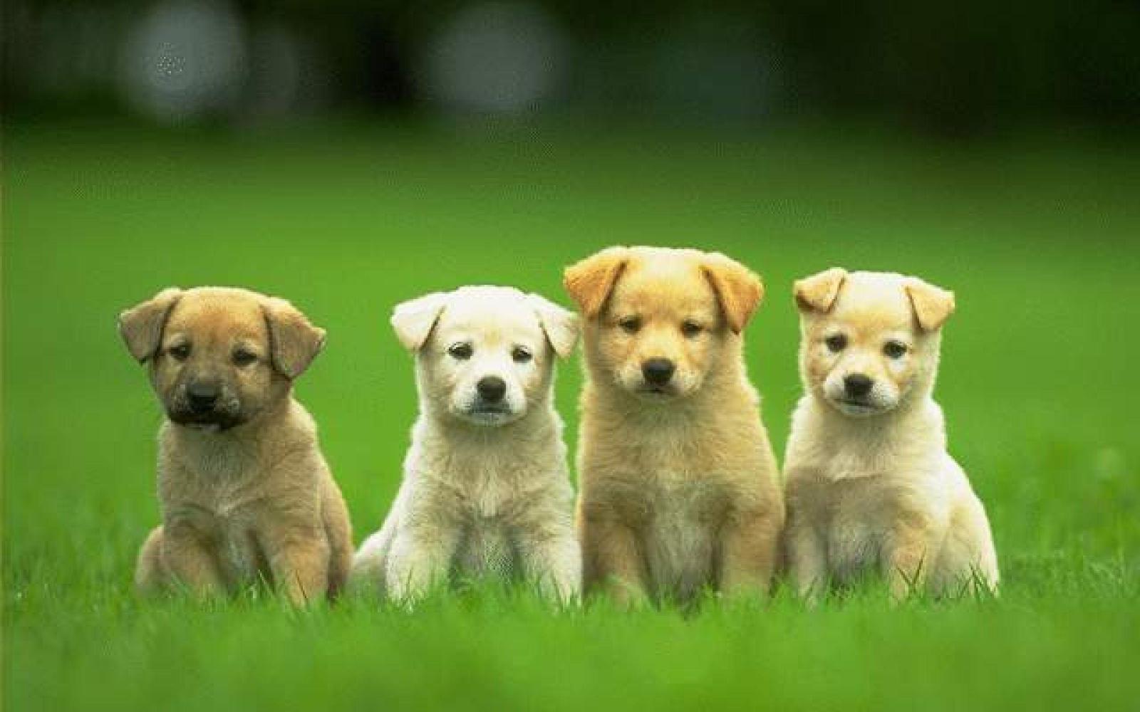 2560x1600 Cute Dog Wallpapers