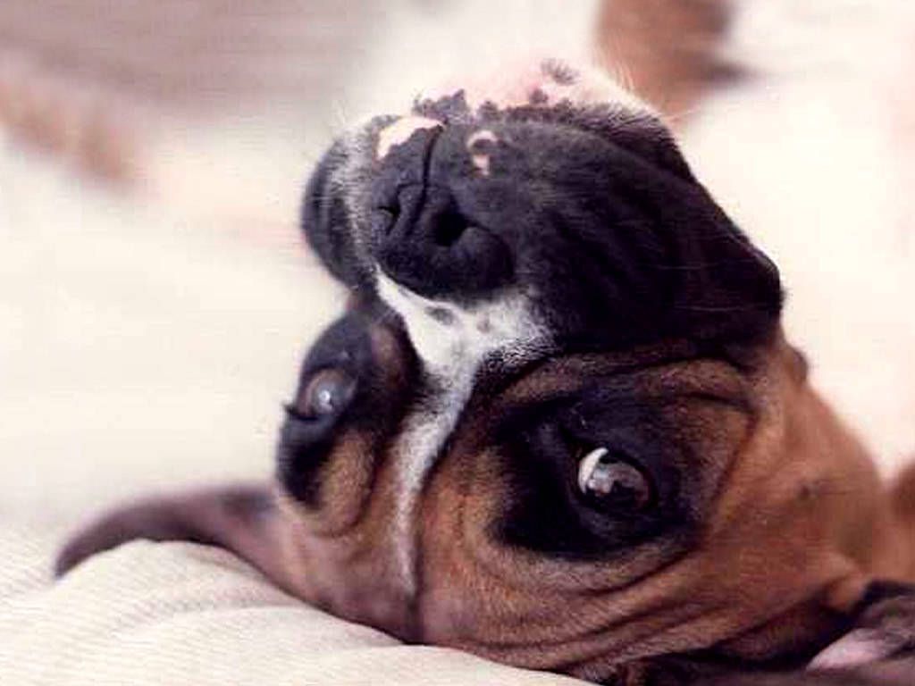 1024x768 47+] Cute Boxer Wallpaper on WallpaperSafari