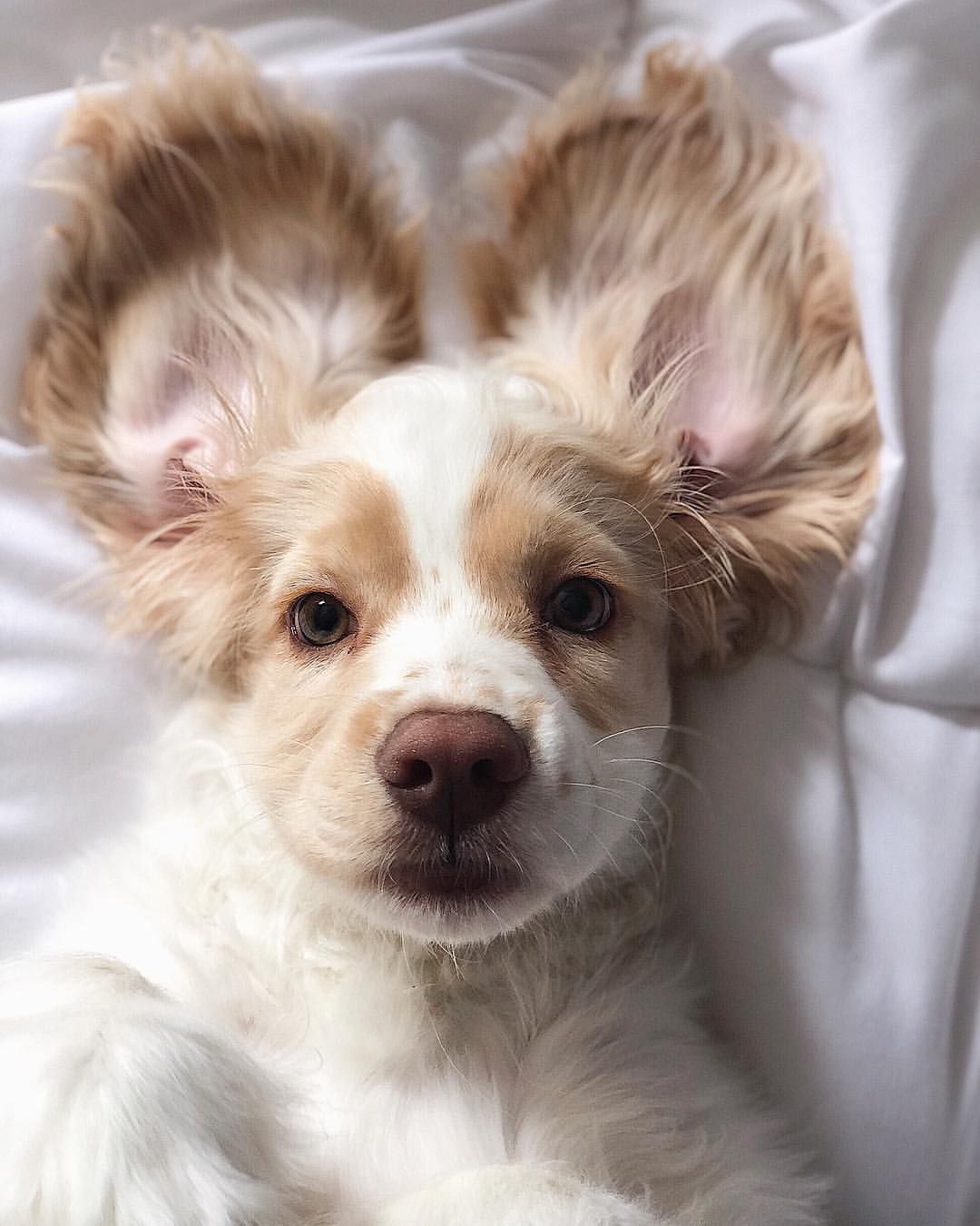 1080x1350 Good morning ☕️ | Cocker Spaniel Puppy | Cute | +