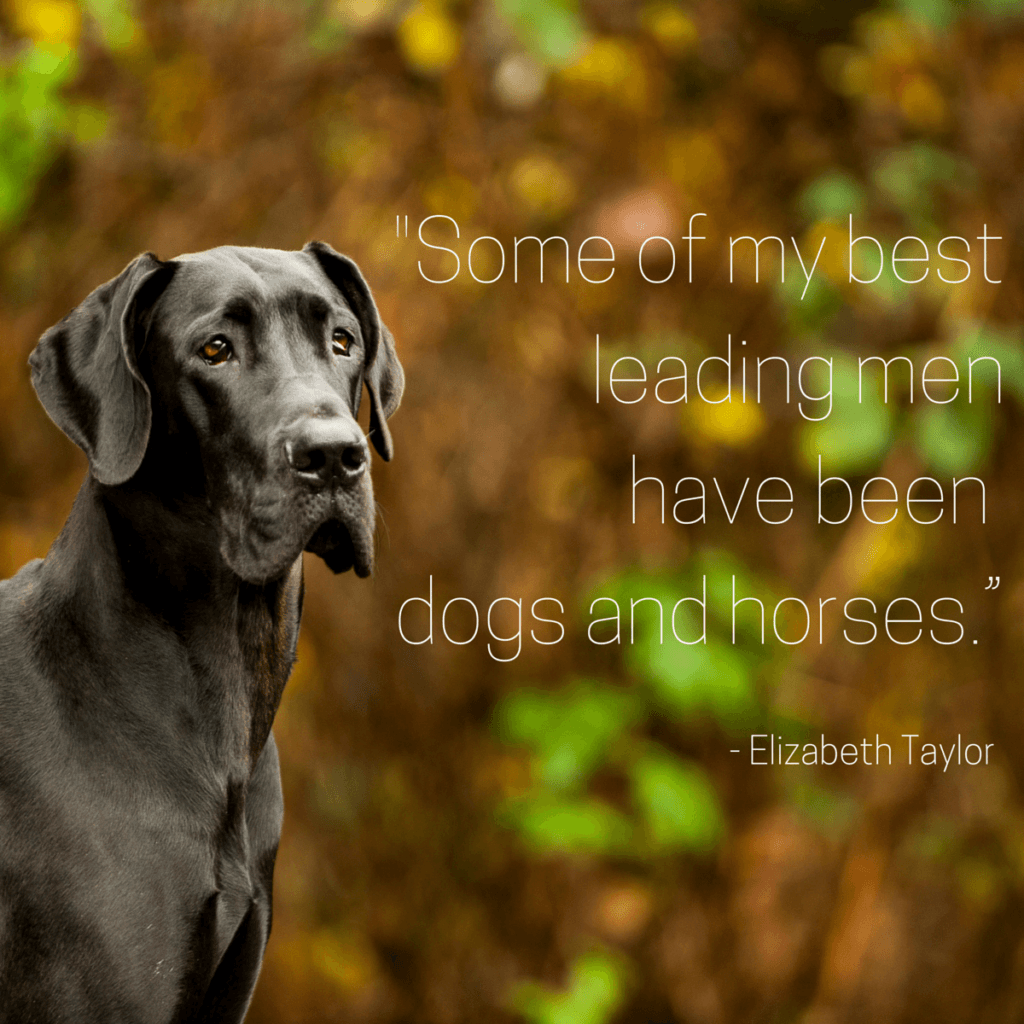 1024x1024 Top 100 Greatest Dog Quotes And Sayings With Images