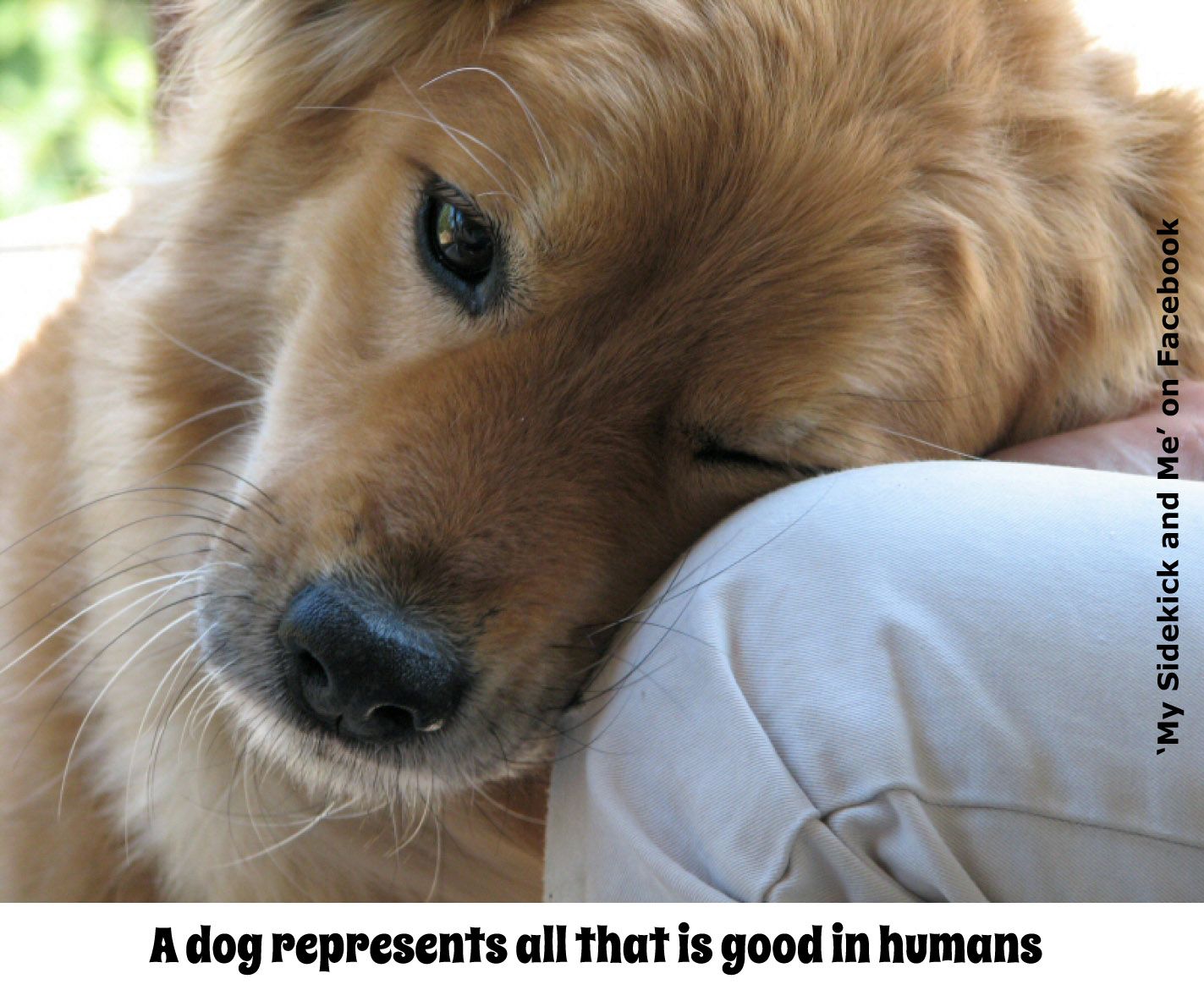 1423x1170 dog quote | Good Things Going Around