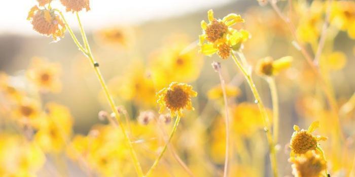 736x1308 Yellow Floral iPhone Wallpapers - Top Free Yellow Floral iPhone