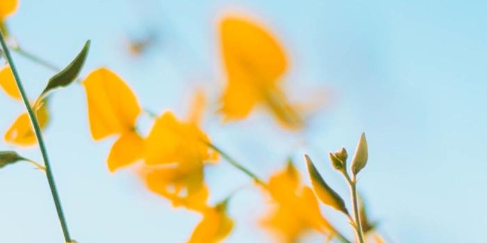 1242x2688 Yellow flowers, blue sky background 1242x2688 iPhone XS Max
