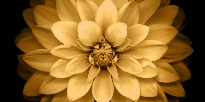 1080x1920 iPhone7papers - ad39-apple-yellow-lotus-iphone6-plus-ios8-flower