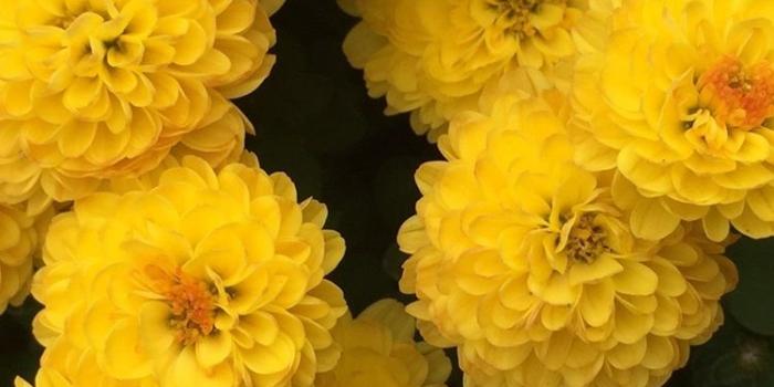 750x1334 Many yellow chrysanthemum flowers 750x1334 iPhone 8/7/6/6S wallpaper