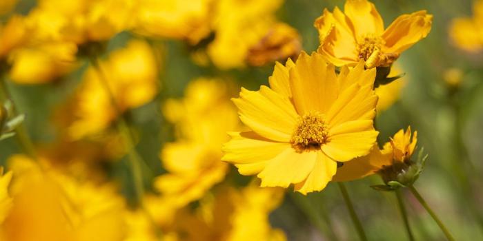 1242x2208 iPhonepapers.com | iPhone 8 wallpaper | mw99-flower-yellow-zoom