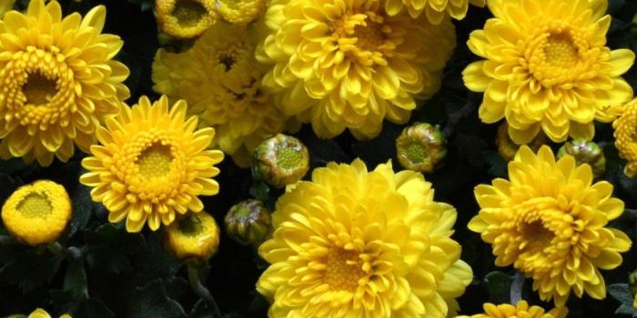 1080x1920 Yellow Floral iPhone Wallpapers - Top Free Yellow Floral iPhone