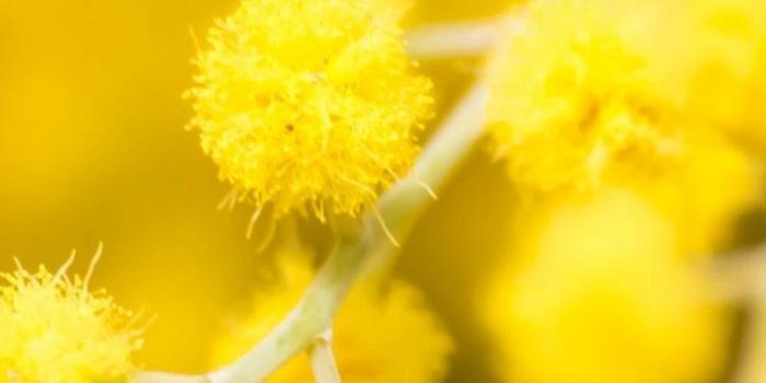 750x1334 yellow bunch of flower wallpaper Gallery