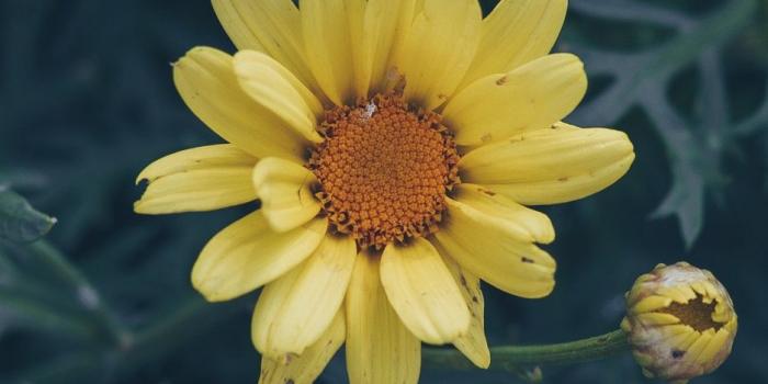 938x1668 Download wallpaper 938x1668 flower, yellow, flower bed, blur iphone