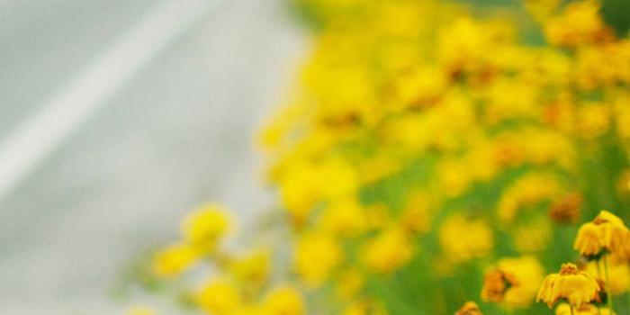 750x1334 Yellow Flowers Iphone Wallpapers Full Hd Is 4k Wallpaper - Spring