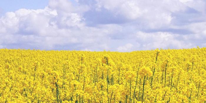 1242x2208 iPhonepapers.com | iPhone 8 wallpaper | nb84-yellow-flower-jeju-nari