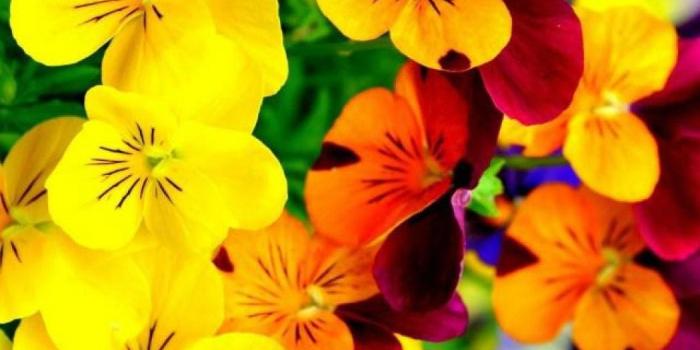 1050x1680 Bright Flowers Wallpaper iPhone | 2019 3D iPhone Wallpaper