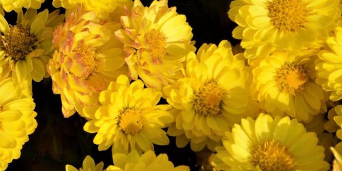 750x1334 Download 750x1334 wallpaper yellow flowers, arrangement, iphone 7