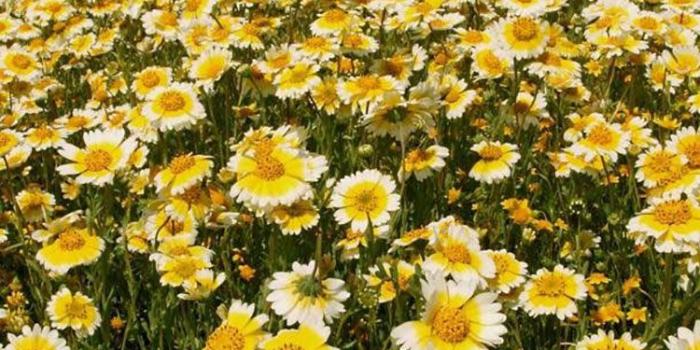 750x1334 25 Flowers iPhone Wallpapers