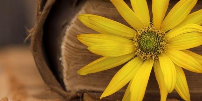 750x1334 Books, yellow flower 750x1334 iPhone 8/7/6/6S wallpaper, background