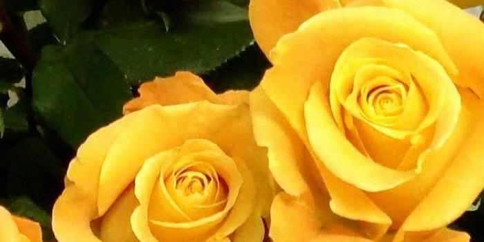 1080x1920 Yellow Floral iPhone Wallpapers - Top Free Yellow Floral iPhone