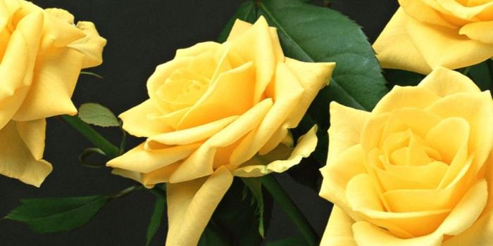 938x1668 yellow bunch of flower wallpaper Gallery