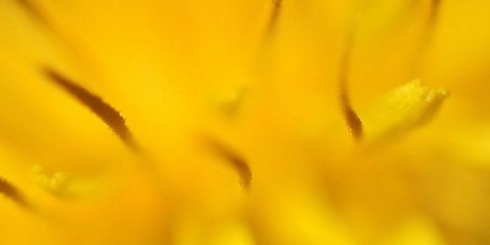 1080x1920 Yellow Flower Zoom Nature iPhone 8 Wallpaper Download | iPhone