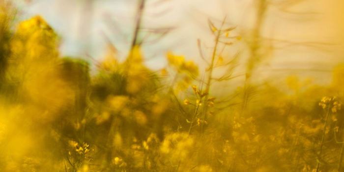 1125x2436 iPhoneXpapers - mw20-nature-yellow-flower-bokeh-spring-happy