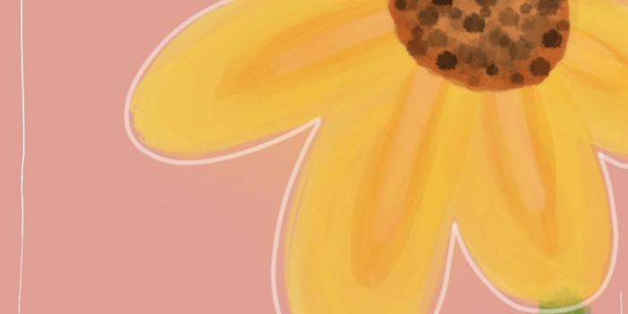 1080x1920 Yellow flowers | iPhone Wallpaper