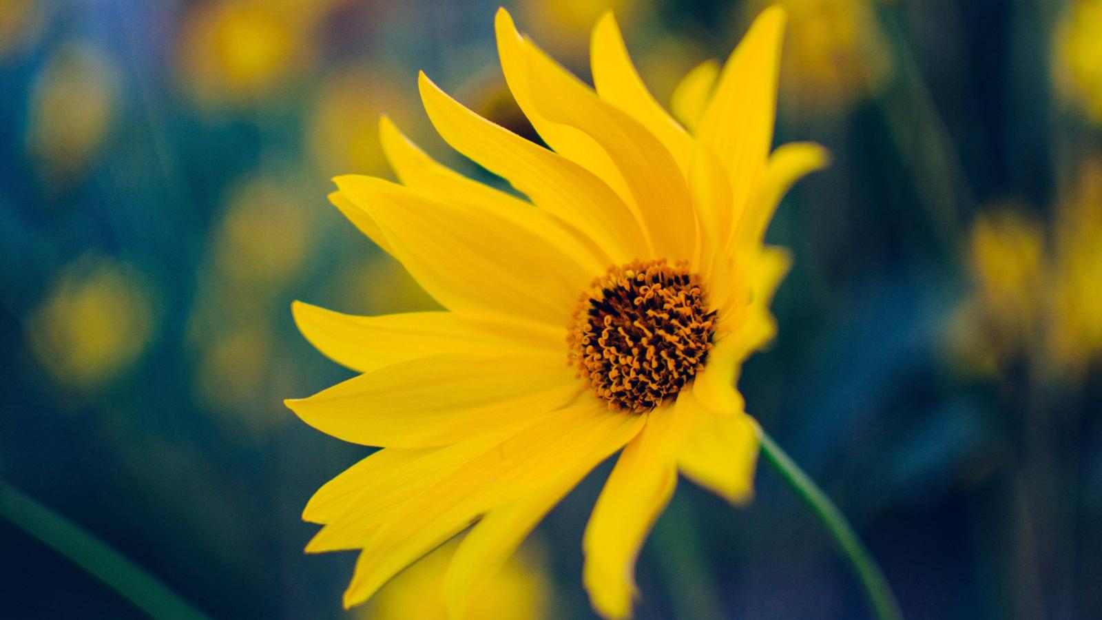 3840x2160 Yellow Flower Wallpaper - iPhone, Android & Desktop Backgrounds