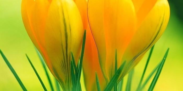 1365x2048 HD Wallpaper Yellow Flower | 2019 3D iPhone Wallpaper