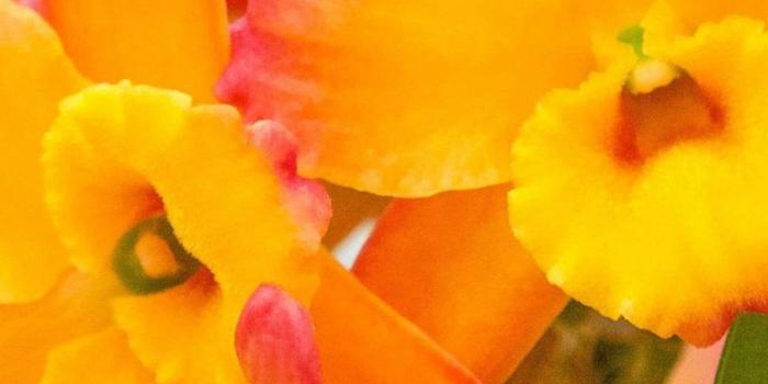 1080x1920 Yellow Flowers Iphone Wallpapers Picture > Yodobi