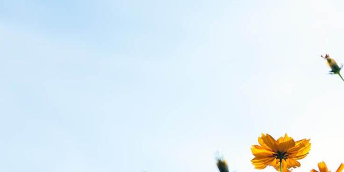 736x1308 Celebrating Summer with 21 Wildflower iPhone Wallpapers | Preppy