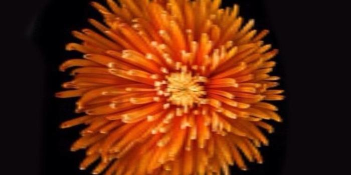 750x1334 Where Can I Find The Yellow Flower Wallpapers For iPhone 6 ?4731