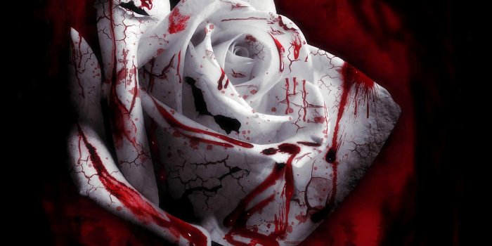 2560x2048 Bloody Rose Wallpaper (60+ images)