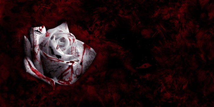 1280x800 rose wallpaper: Blood Rose Wallpaper
