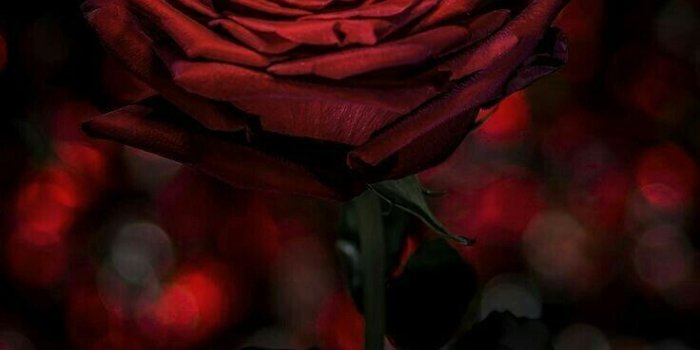 736x1106 HJ HoNoMiCHL on FLoWeRS DaRK/GoTH ♥♥♥ | Red roses, Flowers