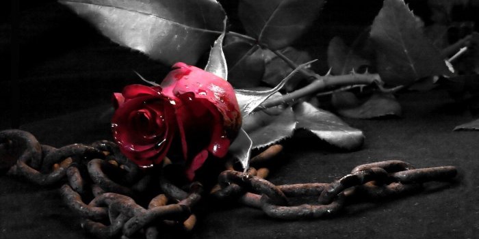 1280x800 77+] Black Roses Wallpaper on WallpaperSafari